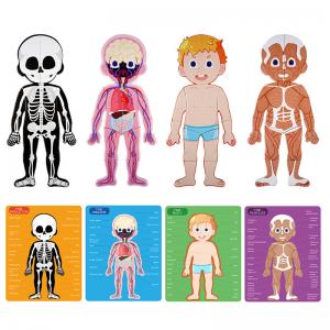 Quality Human Body Anatomy Learning Magnetic Puzzle Toy for Ages 3-8 Kids 48Pcs with Box for sale