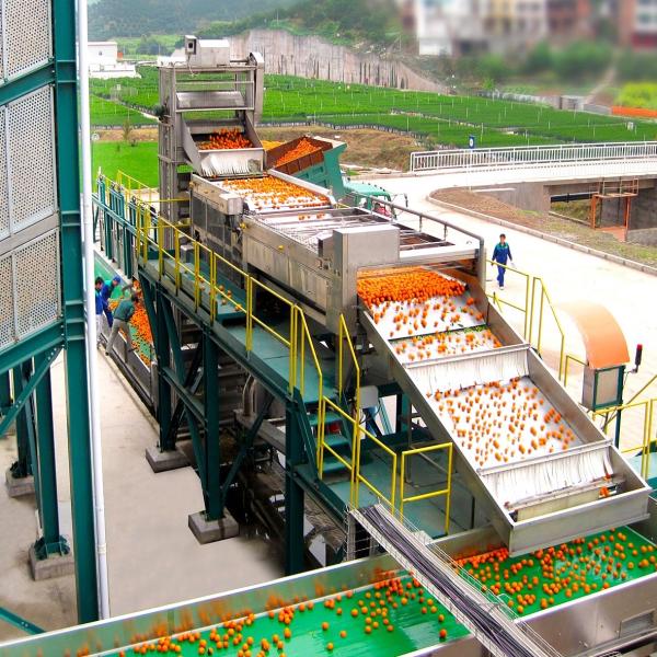 Fruit Processing Industry Fruit Conveying Machine For Juice Processing Plant