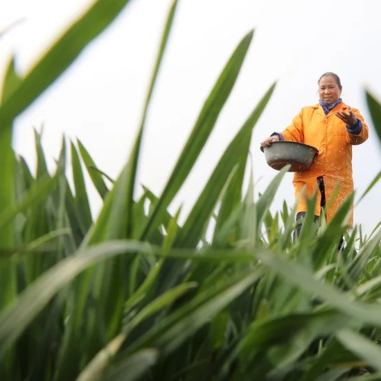 Buy Buy Good Quality Fertilizer Nitrogen-phosphate-potassium Fertilizers Cas 66455-26-3 NPK 10-10-20 Compound Fertilizer MTL at wholesale prices