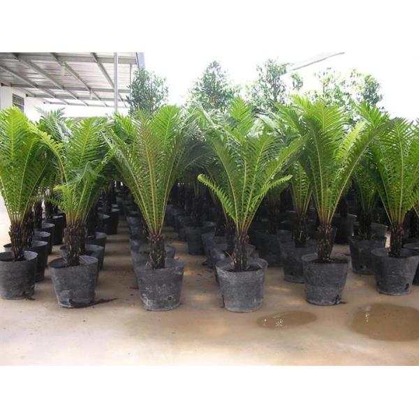 Durable whole sales black plastic seedling pot small square shape nursery pot