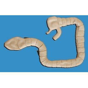 Sigmoscope Examination Clinical Simulation Intestinal Cavity Education Simulator