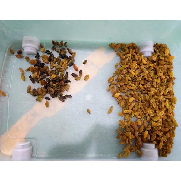 Wenyao Raisin Color Sorter Nuts Color Sorting Machine