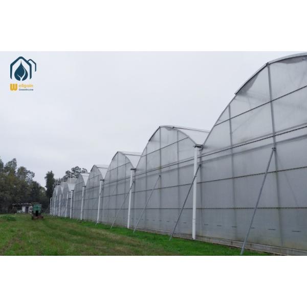 Buy Steel Frame Agricultural Multi Span Greenhouse For Year Round Crop Production at wholesale prices