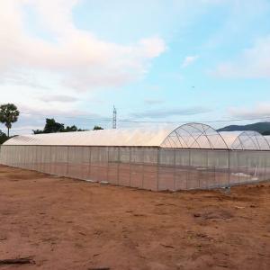 Continuous Structure Multiple Bays Connected Multi Span High Tunnel Greenhouse
