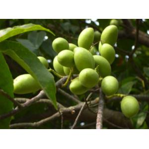 High quality olive extract antioxidant hydroxytyrosol --Olea europea L.