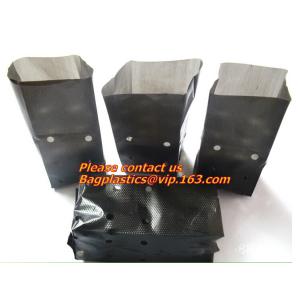 vegetables, fruits, seeds, bedding plants, tomatoes, peppers, cucumbers, tree