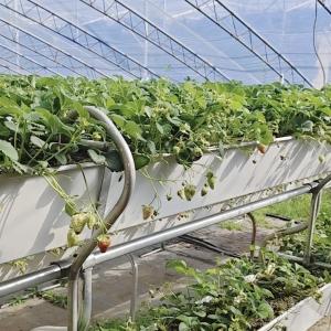 Commercial Tomato Growing Sunlight Greenhouse With Shipping Cost And Design