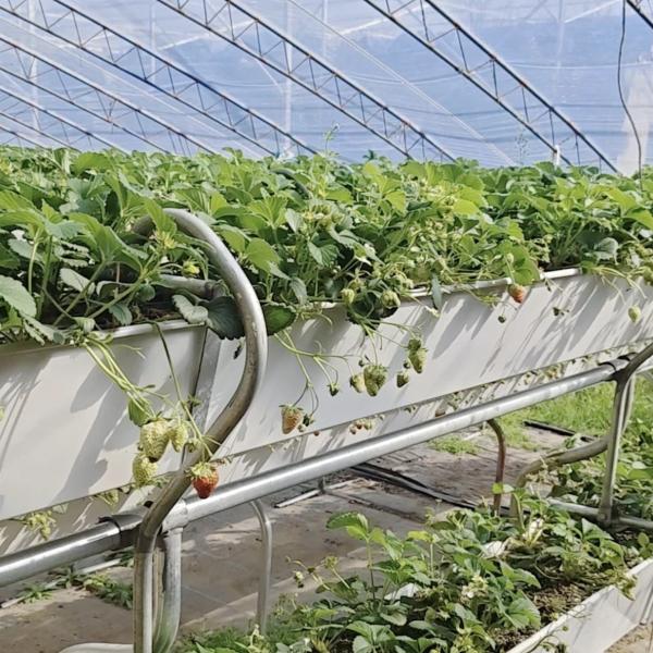 Buy Commercial Tomato Growing Sunlight Greenhouse With Shipping Cost And Design at wholesale prices