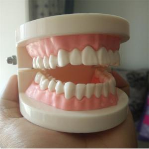 1:1 Standard PlasticTeeth Care Model Detachable