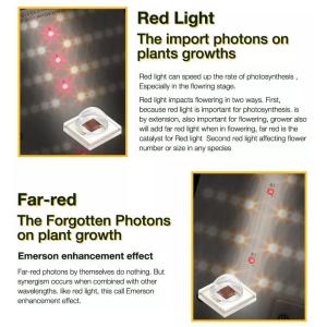 SAA Dimmable Full Spectrum LED Quantum Board LM301B 5000K