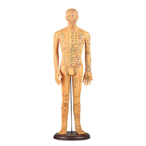 Buy Chinese Acupuncture Body Model Acupoint 50cm Acupuncture Meridian Model at wholesale prices