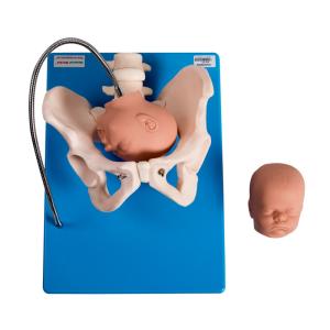 Quality Gynecologic Fixed PVC Female Pelvis Model With Fetus Heads for sale