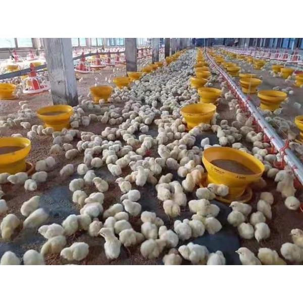 Buy 14 Grids Pan Chicken Feeding Line Automatic Poultry Feeders And Drinkers at wholesale prices