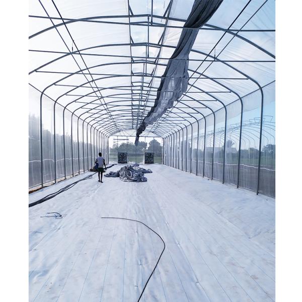 IGreen Length Strawberry Tropical Greenhouse 150/200micron Plastic Film Covering Material