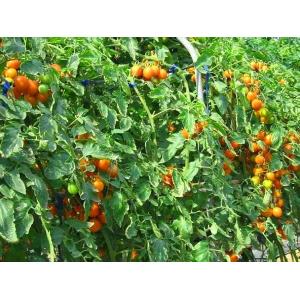 high quality lycopene capsule sample free --Solanum lycopersicum