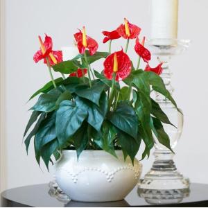Silk Anthurium Plants in Pot