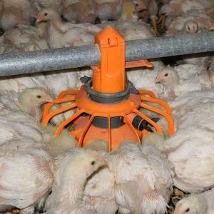 OEM ODM Chicken Farm Equipment Poultry Farming Drinker And Feeder