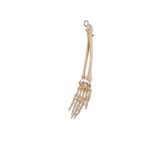 Palm Elbow Joint Anatomy Radial Bone For Medical Training