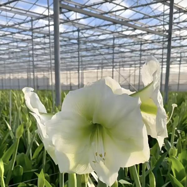 Venlo Type Intelligent Glass Greenhouse for Vegetables and Flowers Planting