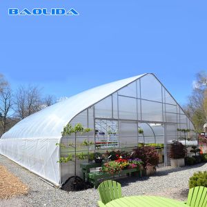 Horticultural Flower Growing Single-Span Film Tunnel Greenhouse Polyethylene