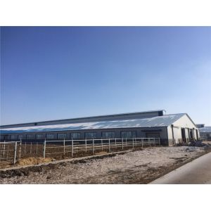 Prefabricated Insulation Steel Cowshed with Sandwich Panel