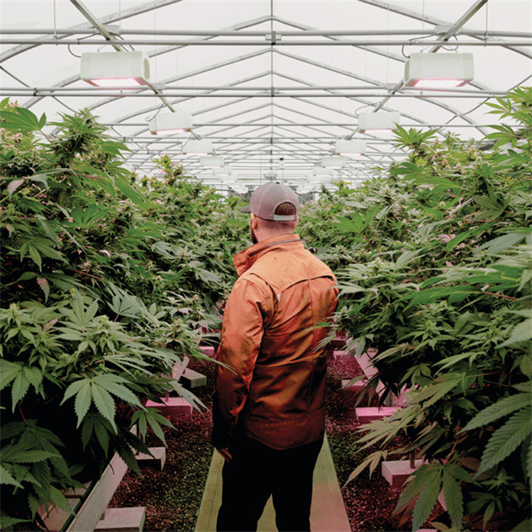 China Greenhouse Blackout Curtain Systems Length 120ft 131ft 144ft on sale