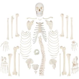 Buy cheap Scientific Life Size Disarticulated 180cm Human Skeleton Model from wholesalers