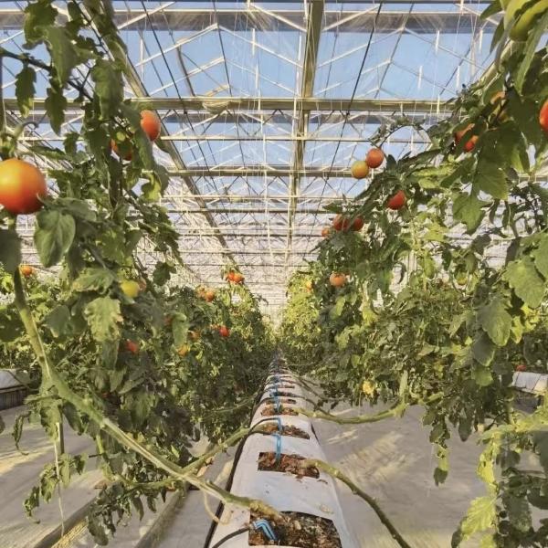 Efficient Hydroponic Growing System Glass Greenhouse