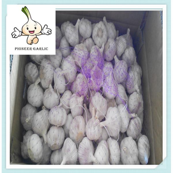 New fresh garlic of 2016(normal white&pure white&red garlic)