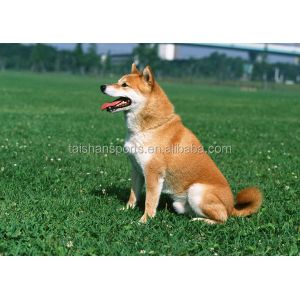 CPP Backing UV Resistant Leisure Artificial Grass For Gardening And Venues For