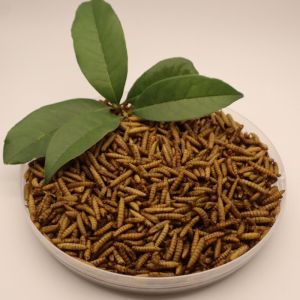B2B Buyers Delight Nutritious Black Soldier Fly Meal from