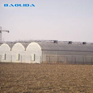 Turnkey Installed Commercial Hydroponic Plastic Film Greenhouses Multi Span