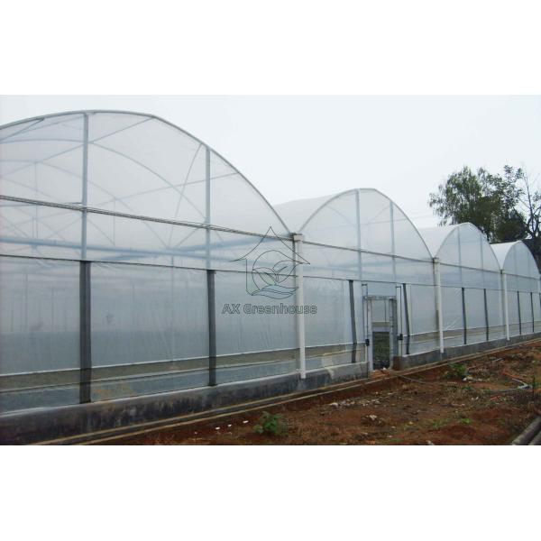 mulit-span film greenhouse