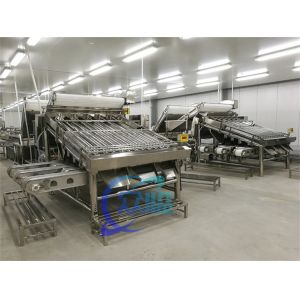 Efficient fish processing and sorting machine Fish size and specification