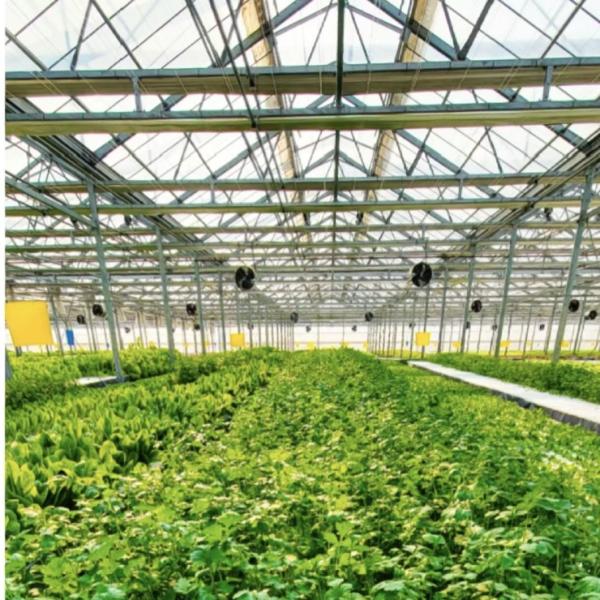 Drip Irrigation Glass Greenhouse Hydroponic Setup