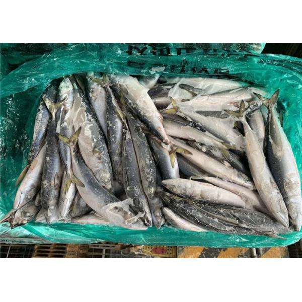 Buy High Protein 120g Scomber Japonicus Fresh Frozen Mackerel at wholesale prices
