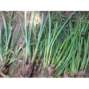 Glyphosate 95% TC/White powder/Herbicide/Nigeria market