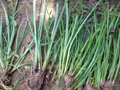 Buy Glyphosate 95% TC/White powder/Herbicide/Nigeria market at wholesale prices