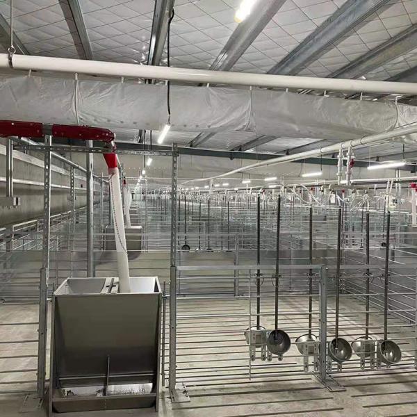 Turn Key Hog Raising Piggery Farm Equipment Auger Conveying With House