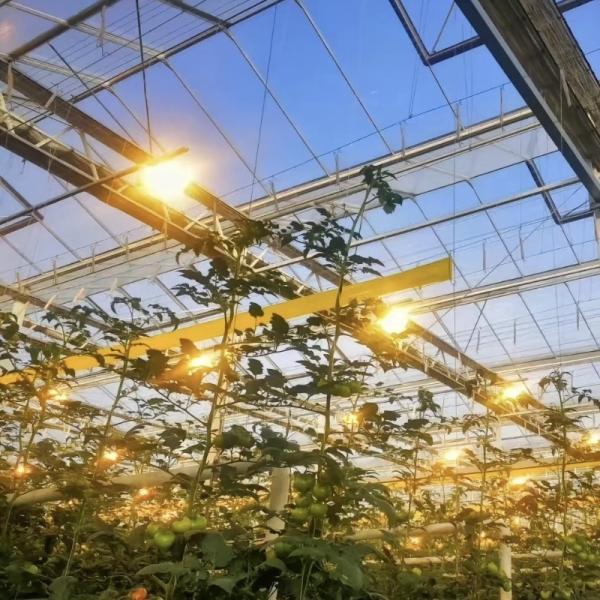 Venlo Multi Span Glass Greenhouse