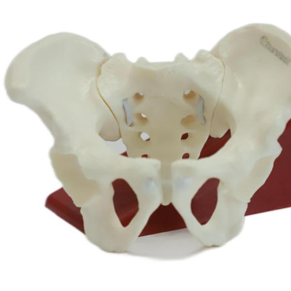 Eco-friendly PVC Hand made Medical Education Artistic Creation Design Ergonomics Physical Education Mini Female Pelvic Mode