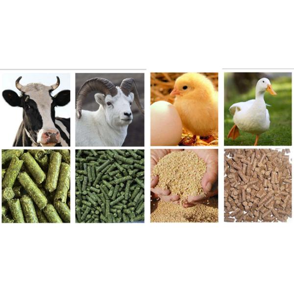 animal feed production line