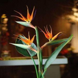 Real Touch PU Bird of Paradise ,