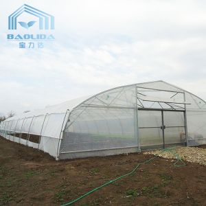 Plants Growing System Greenhouse Steel Pipe Structure Hoop Tunnel Plastic
