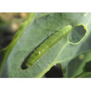 Effective Biological Insecticides No Residue infect cabbage worm eggs