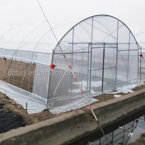 Buy 8x12m 2.8m High PE Film Tunnel Greenhouse with 32mm Arch Spacing at wholesale prices