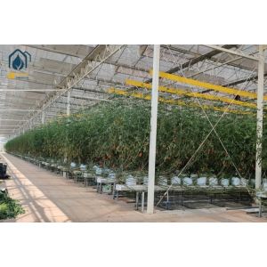 Agriculture Tomato Tunnel Greenhouse Multi Span Horticulture Tropical Greenhouse