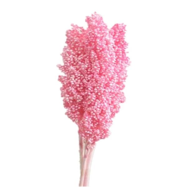 Factory Price Dry Flower Preserved Broomcorn Dry Sorghum For Decoration