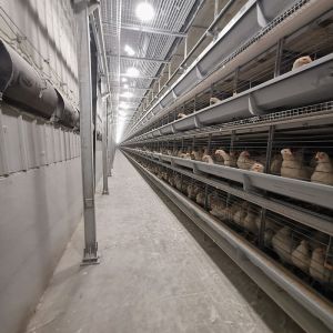 H Type Q235 Laying Egg Layer Chicken Cage 54-240 Birds Capacity