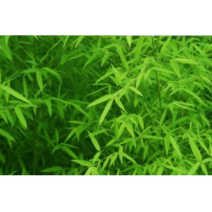 Buy cheap herbal extract Bamboo Leaf Extract 10%-30% Flavonoids from wholesalers